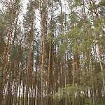 Domek letniskowy Bory Tucholskie