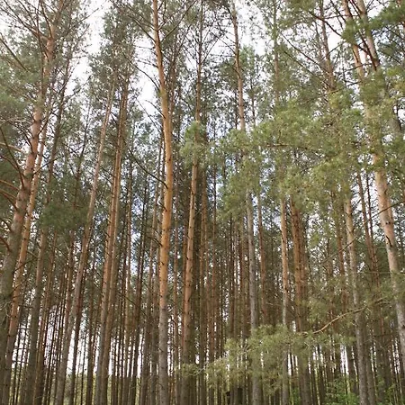 山林小屋 Bory Tucholskie