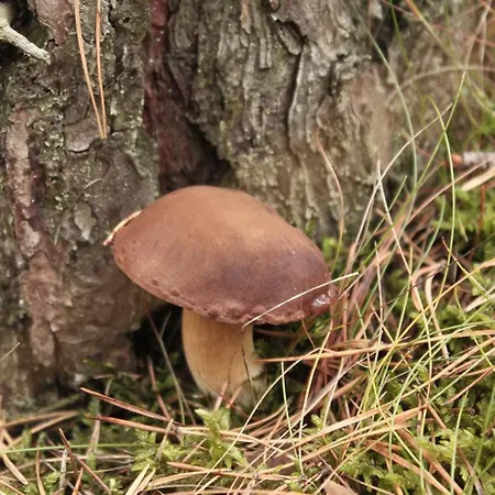 Domek letniskowy Bory Tucholskie