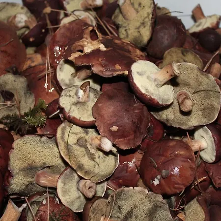 Bory Tucholskie ロッジ Skorzenno