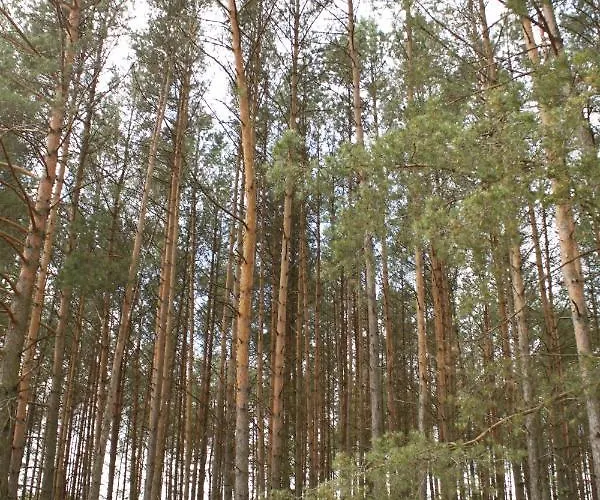 Domek letniskowy Bory Tucholskie