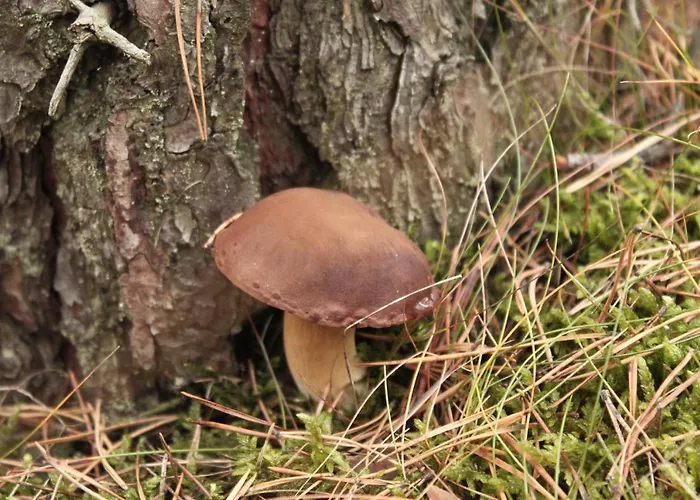 Domek letniskowy Bory Tucholskie