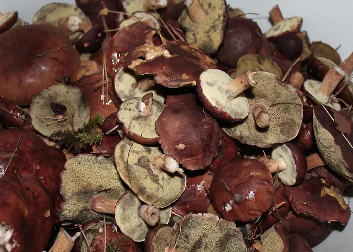 Bory Tucholskie Domek letniskowy Skorzenno